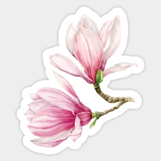 Pink Watercolor Magnolias Sticker